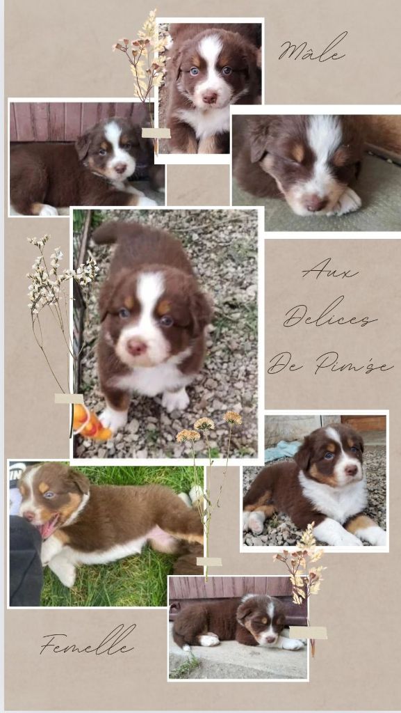 chiot Berger Australien Aux Delices De Pim'se