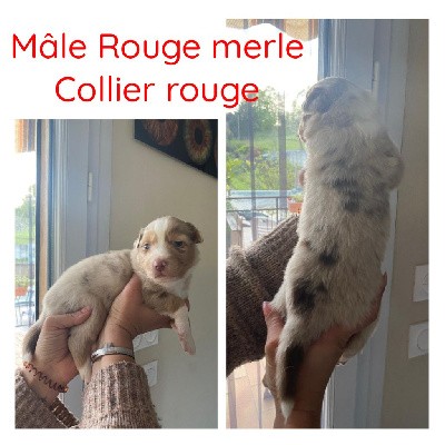 Male collier rouge