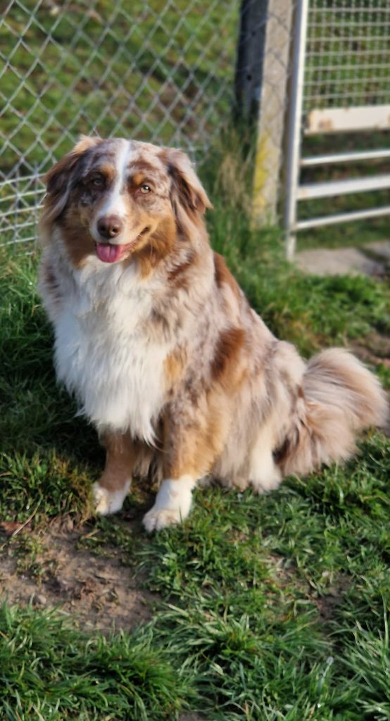 Sia suzon Des Blancs Moutons