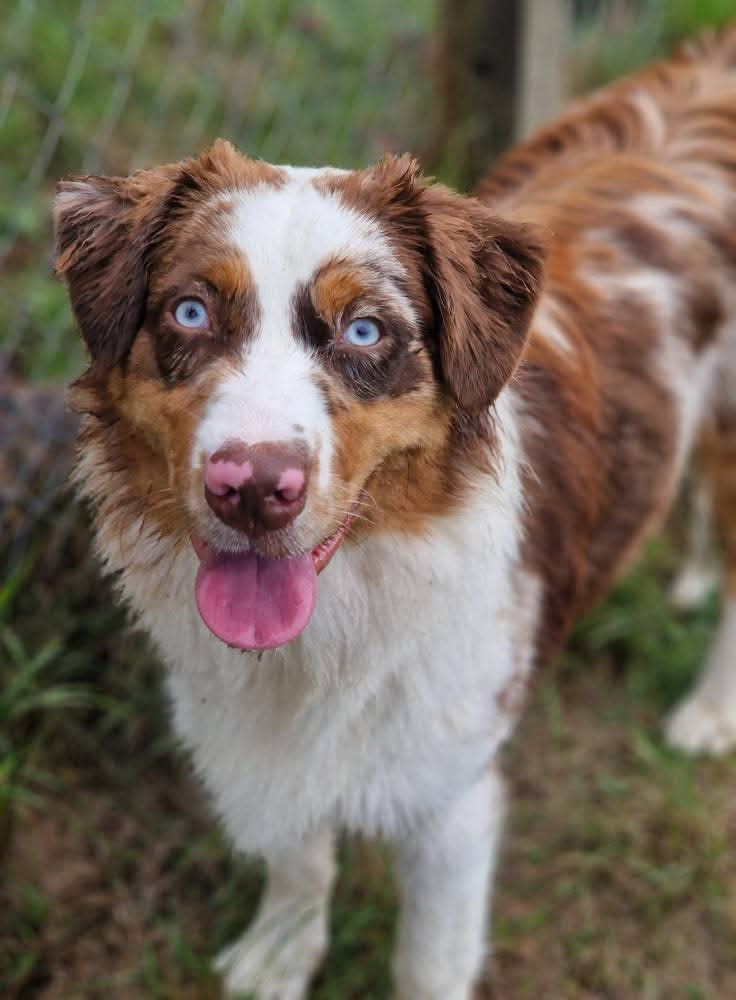 V-FIVE De La Petite Compagnie Du Sablon