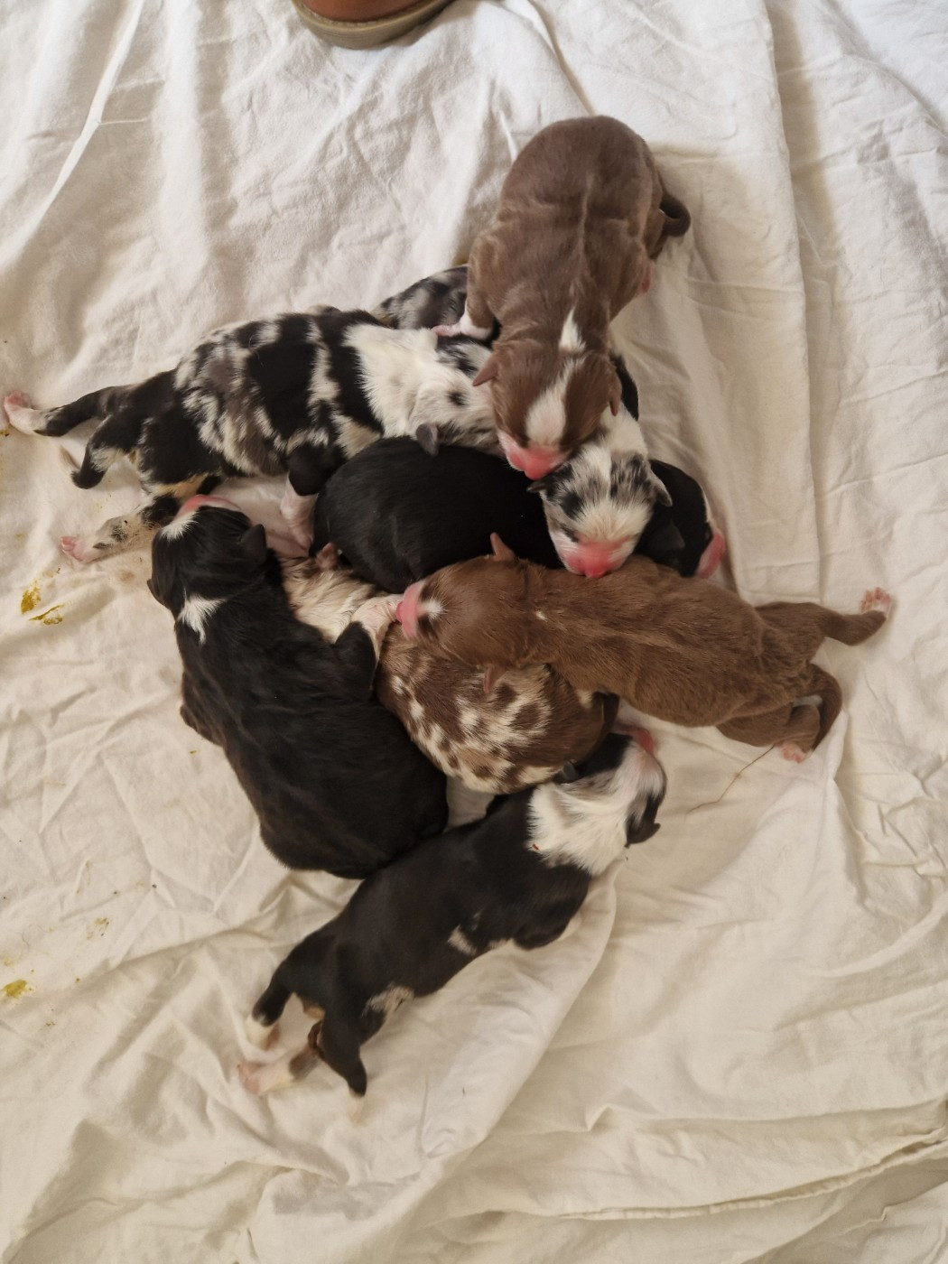 Les bébés sont arrivés