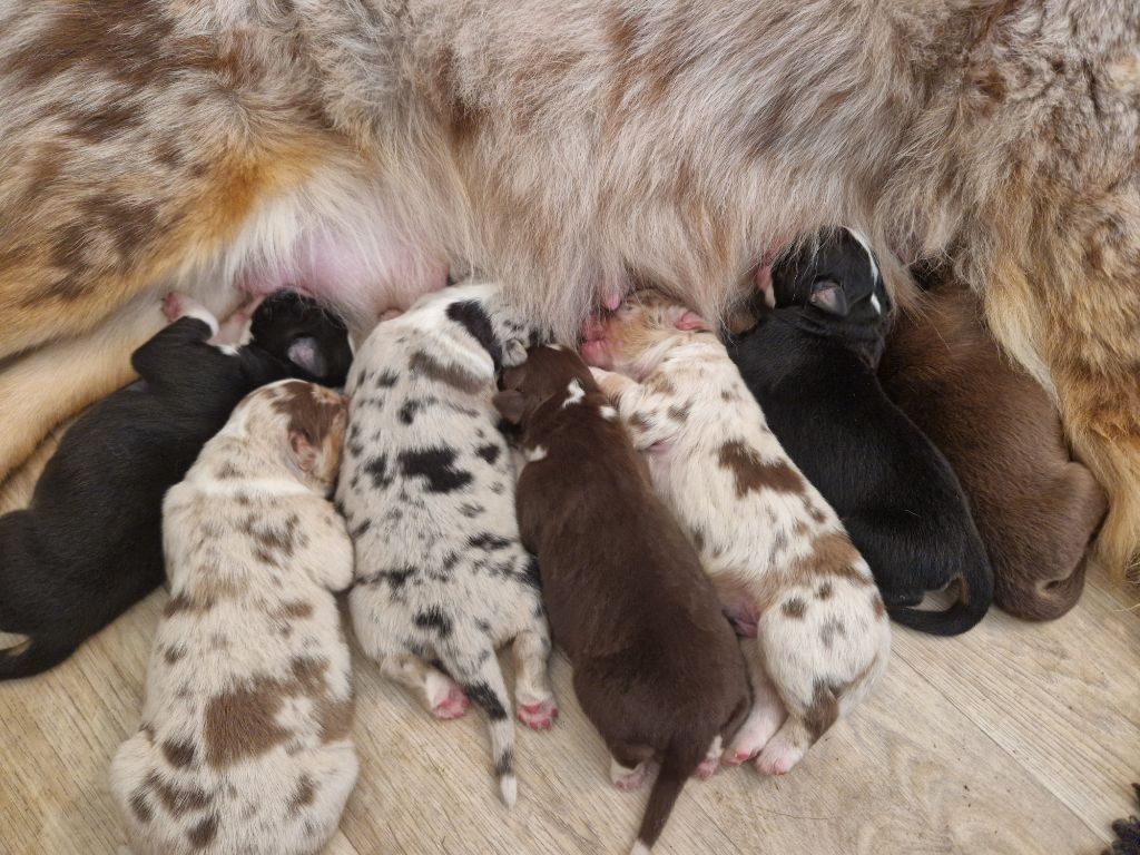 Naissance des bébés de Sweety et Panda