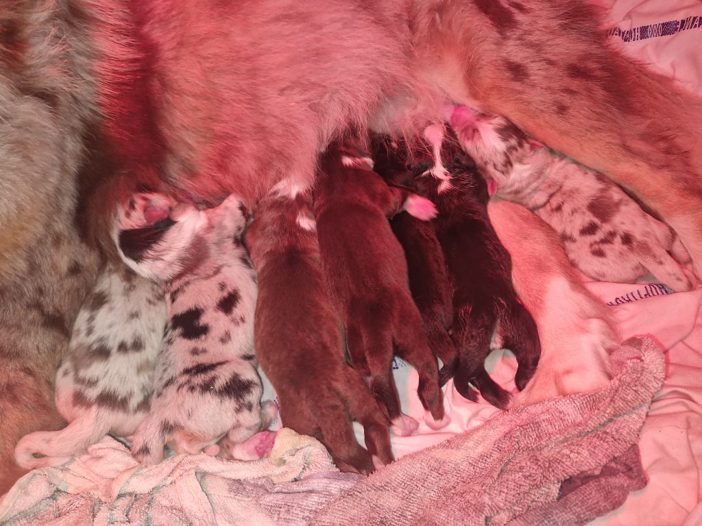 Naissance des bébés de Sweety et Panda