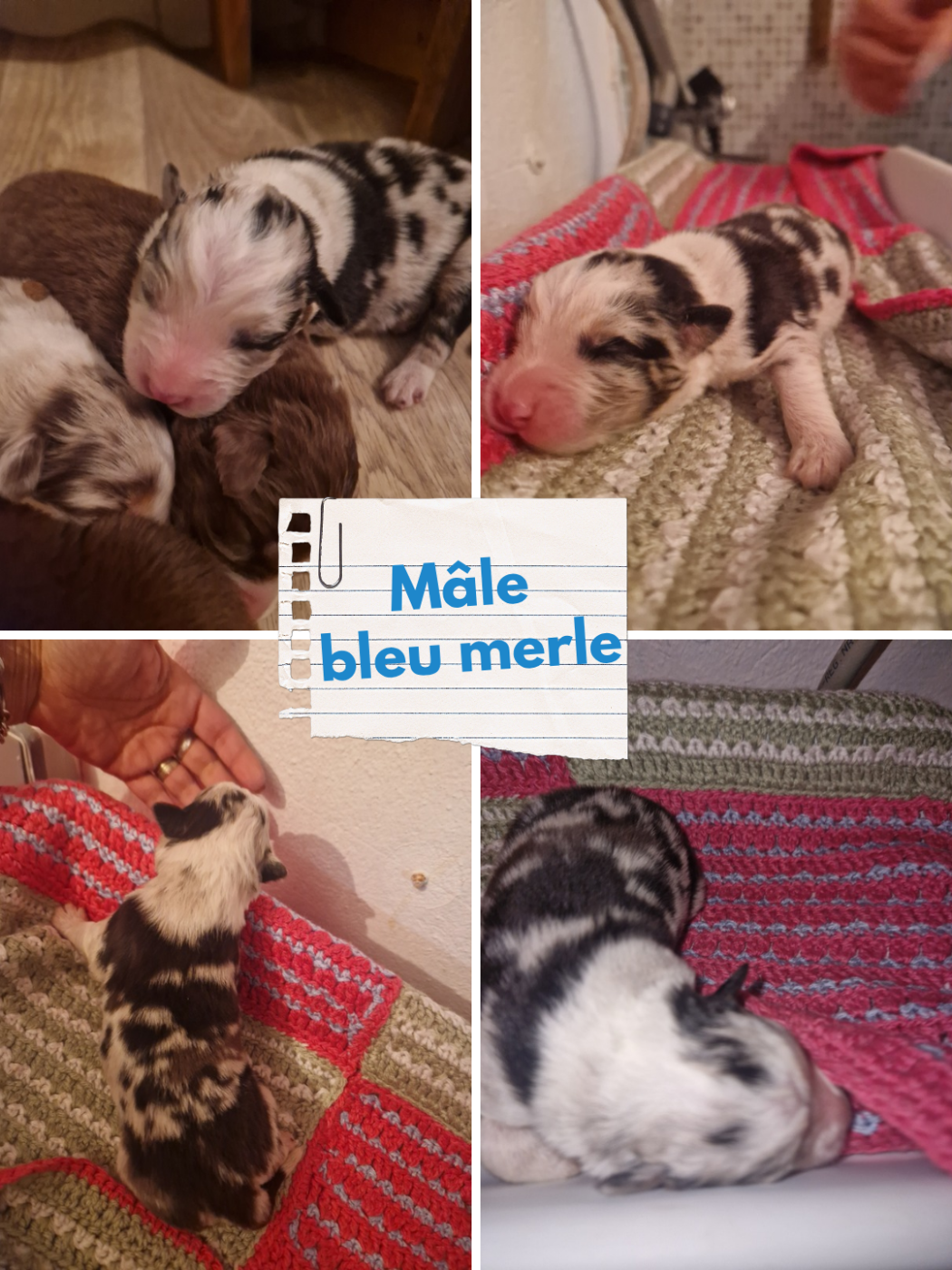 Aux Delices De Pim'se - Chiots disponibles - Berger Australien