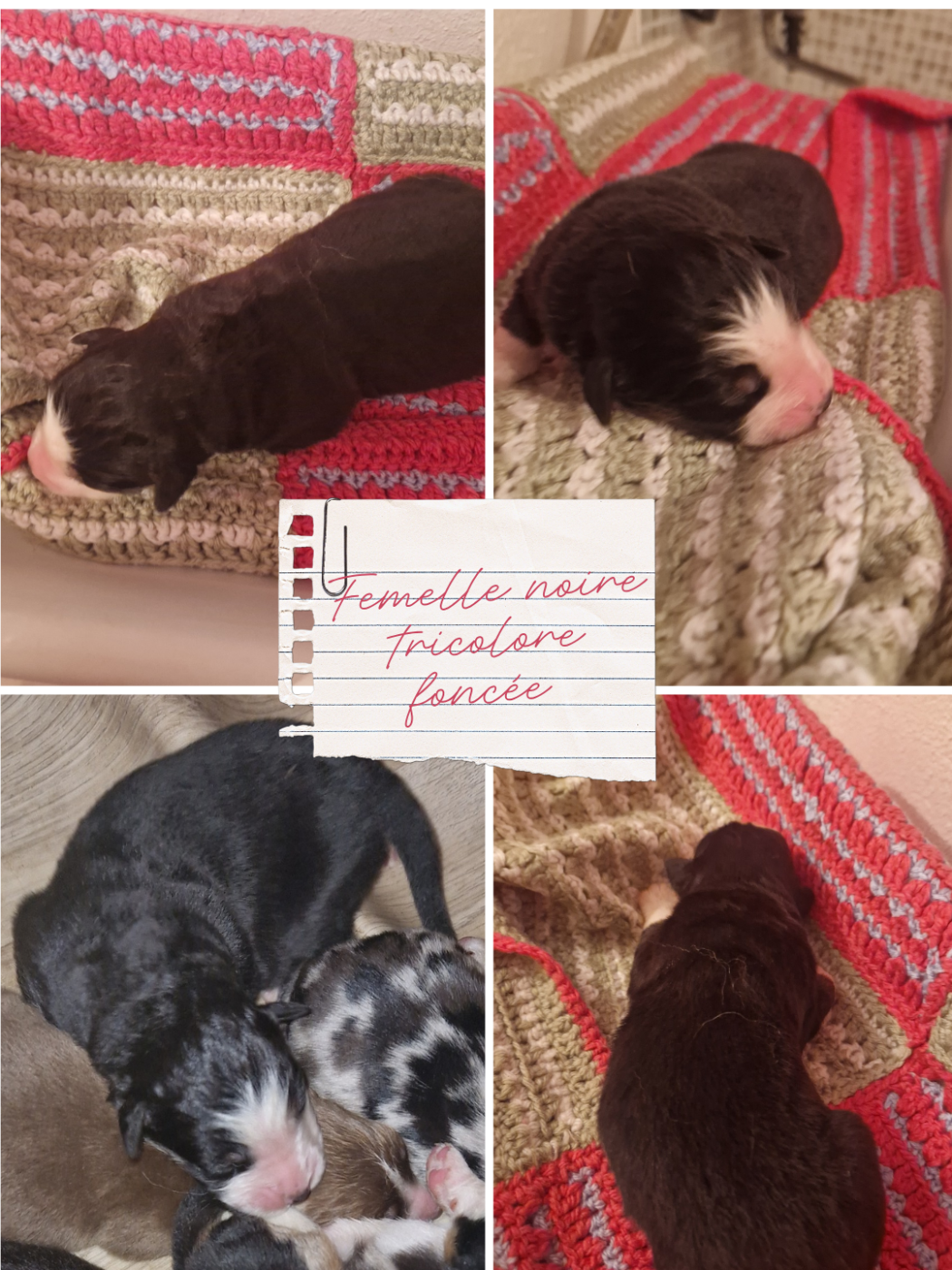 Aux Delices De Pim'se - Chiots disponibles - Berger Australien
