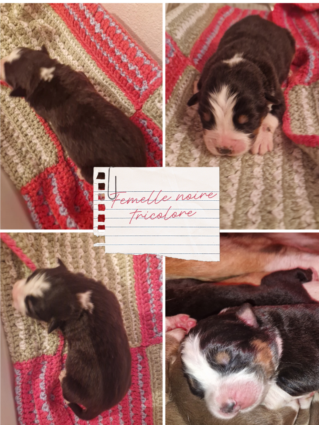 Aux Delices De Pim'se - Chiots disponibles - Berger Australien