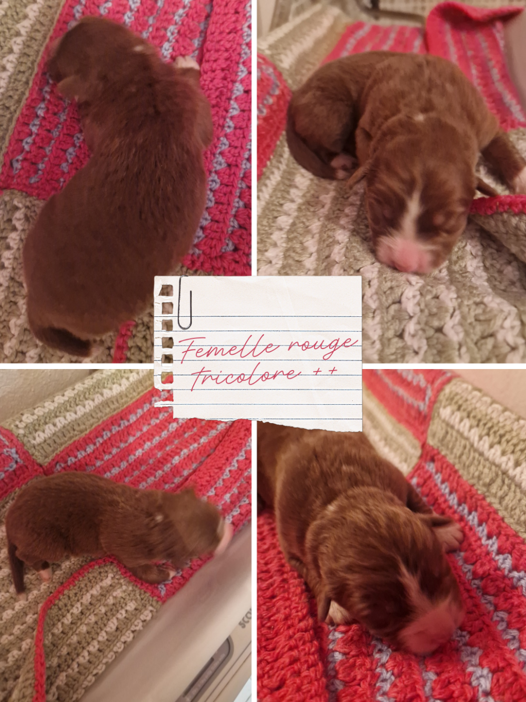 Aux Delices De Pim'se - Chiots disponibles - Berger Australien