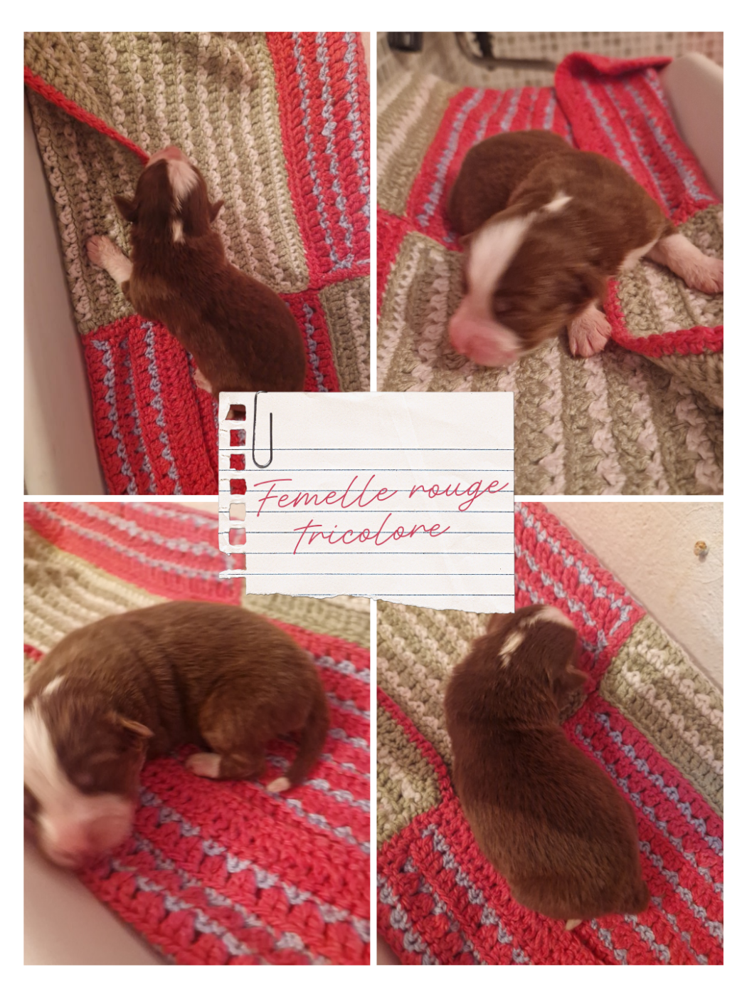 Aux Delices De Pim'se - Chiots disponibles - Berger Australien