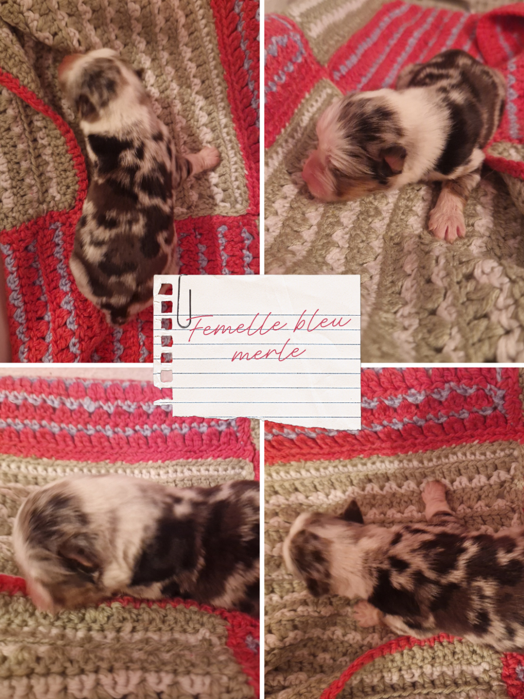 Aux Delices De Pim'se - Chiots disponibles - Berger Australien