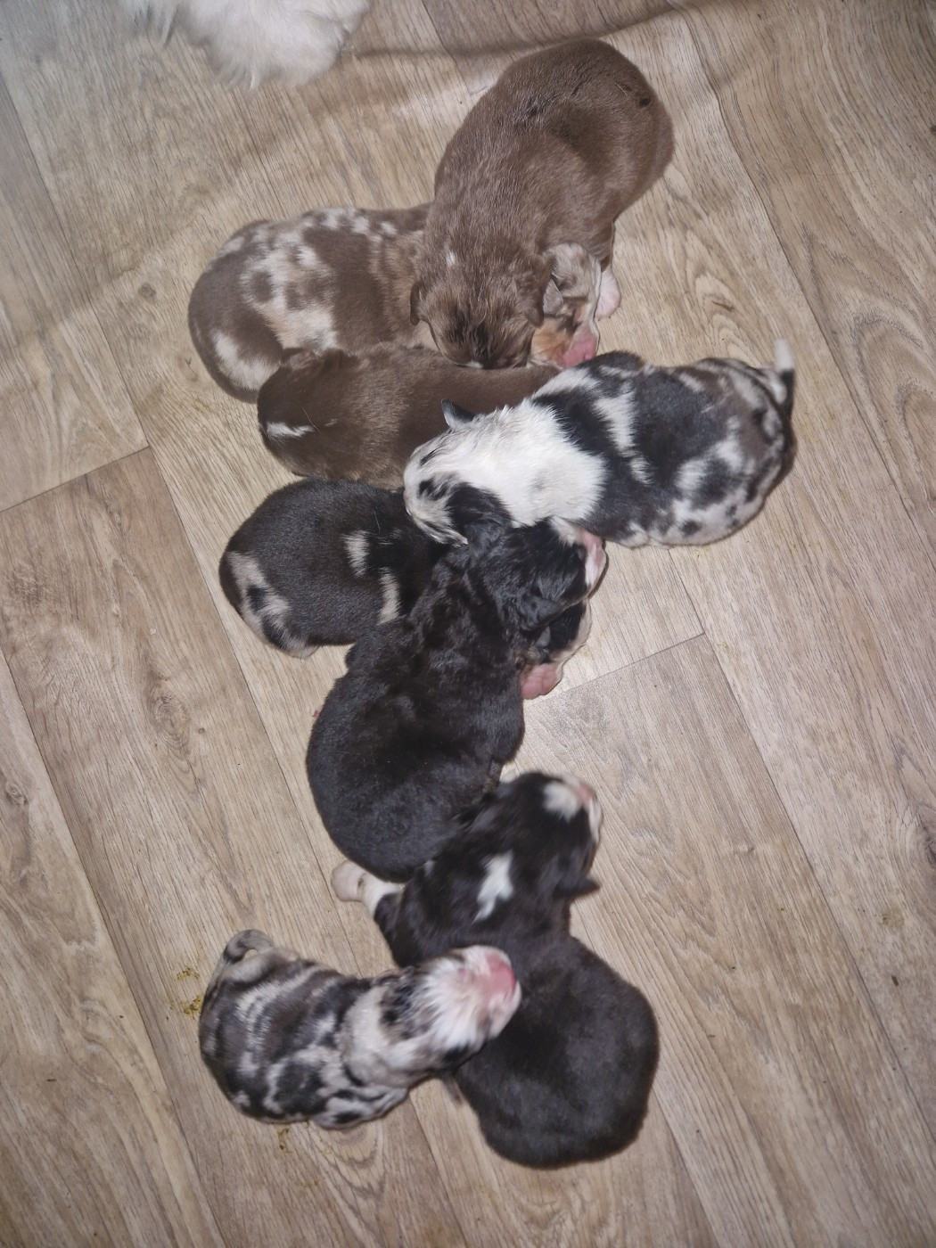 Chiot Berger Australien Aux Delices De Pim'se