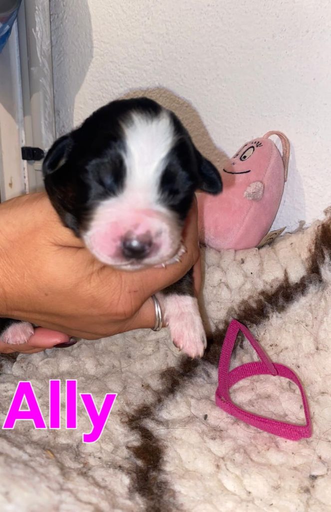 Aux Delices De Pim'se - Chiots disponibles - Berger Australien