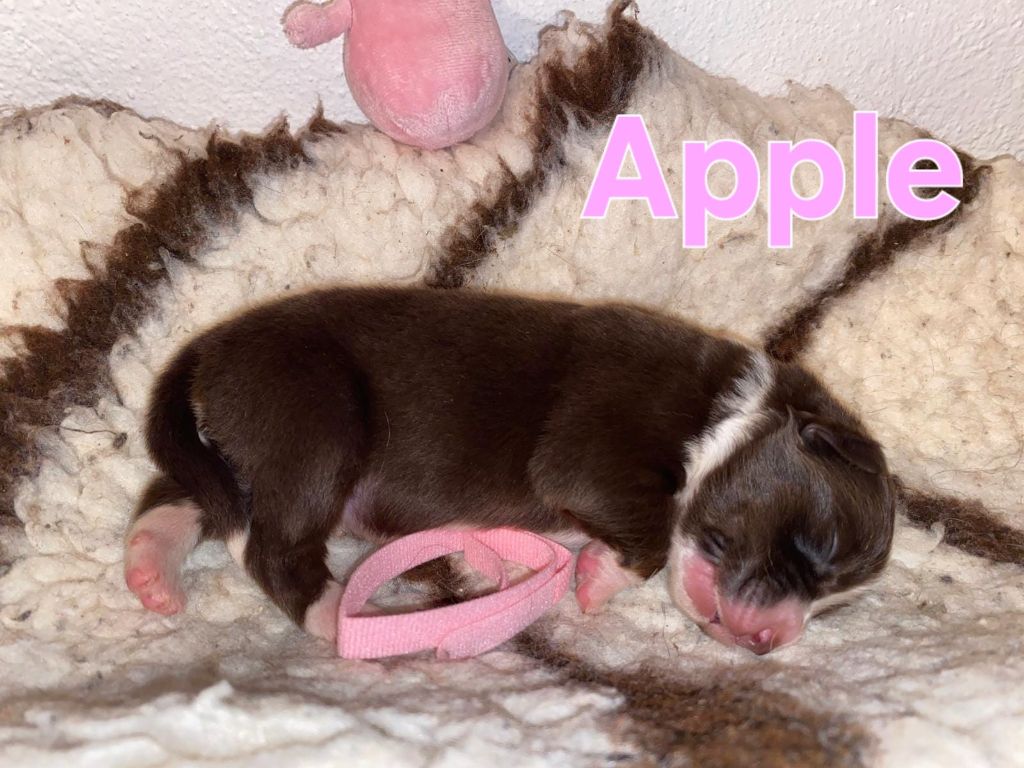 Aux Delices De Pim'se - Chiots disponibles - Berger Australien