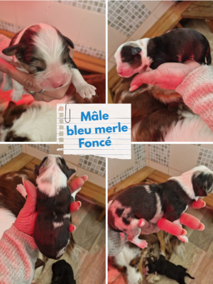 Mâle bleu merle foncé