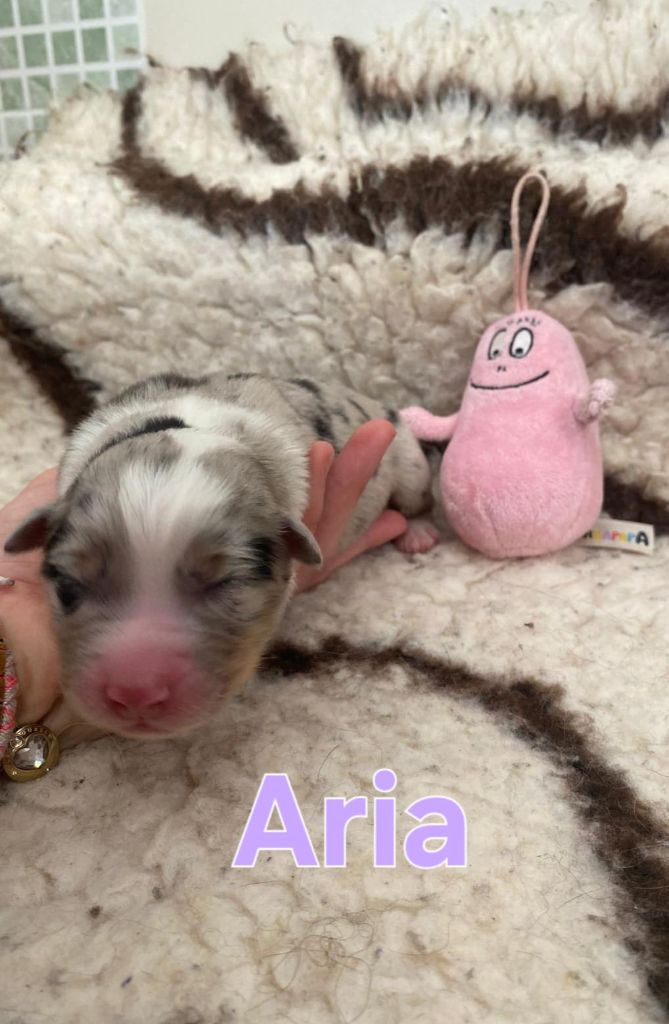 Aux Delices De Pim'se - Chiots disponibles - Berger Australien
