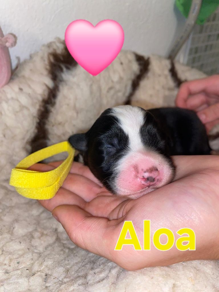 Aux Delices De Pim'se - Chiots disponibles - Berger Australien